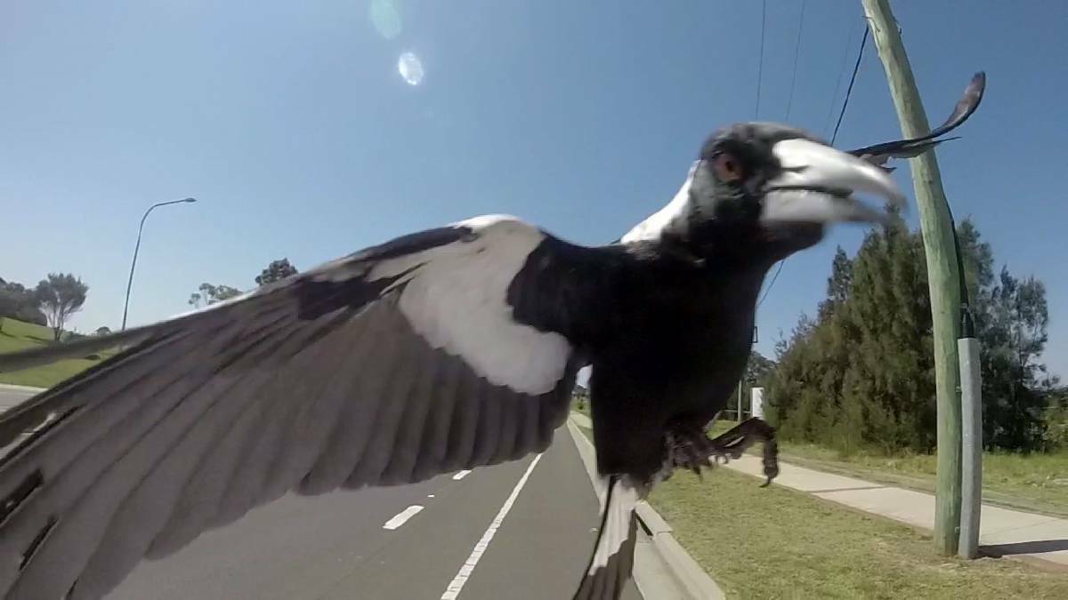 Trent Nicholson was able to photograph a swooping magpie. File shot