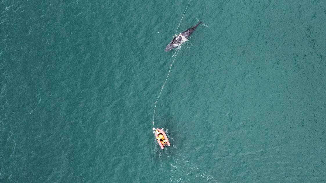 Large Whale Disentanglement team in action. Picture supplied
