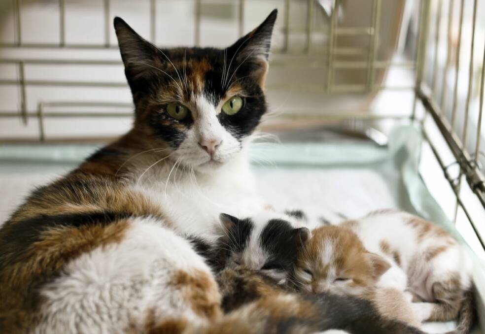 Cat and kittens kept inside - image RSPCA.