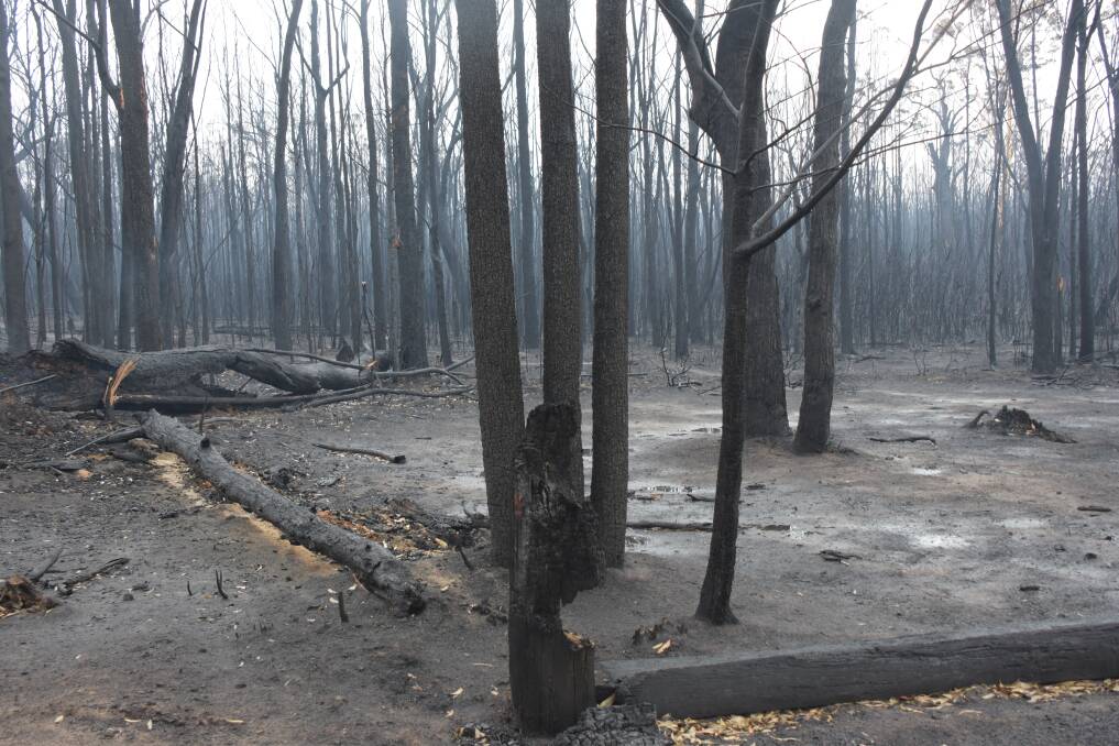 Vinnies opens second round of bushfire grant