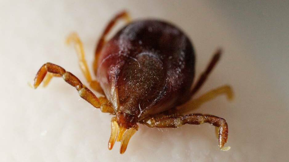South Coast woman traces long list of health issues back to tick bite