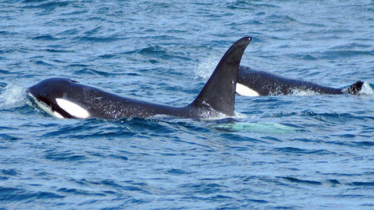 POD CAST: Local residents have been asked to send photos of a pod of killer whales off Mollymook to marine researchers.